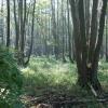 Erlenbruchwald im NSG Genshagener Busch , Ludwigsfelde Erlenbruchwald im NSG Genshagener Busch , Ludwigsfelde
