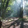 Natura Trail NSG Genshagener Busch Waldweg Ludwigsfelde Genshagener Busch Natura Trail Waldweg